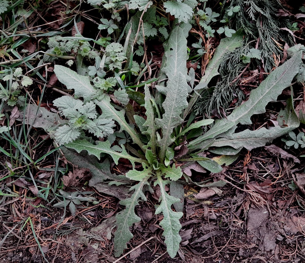 bristly oxtongue Helminthotheca echioides