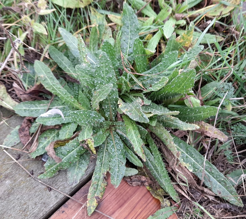 bristly oxtongue Rainham Marshes