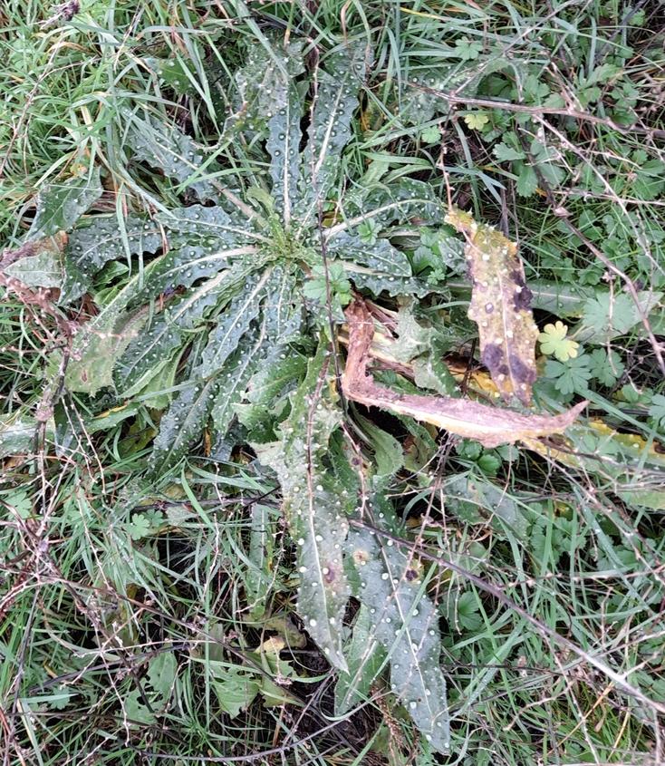 bristly oxtongue Rainham Marshes