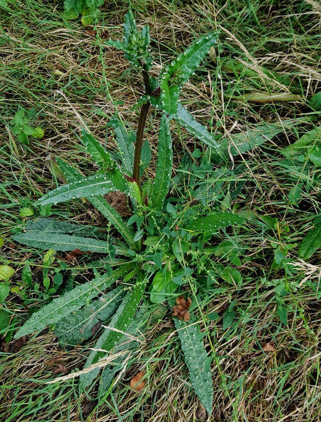 bristly oxtongue Helminthotheca echioides