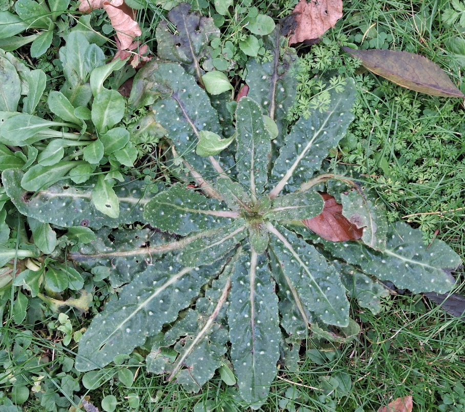 bristly oxtongue Helmthotheca echioides