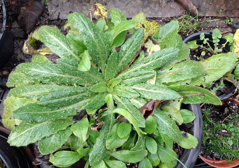 bristly oxtongue Helminthotheca echioides