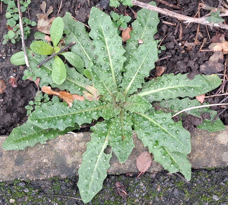 bristly oxtongue Helmthotheca echioides