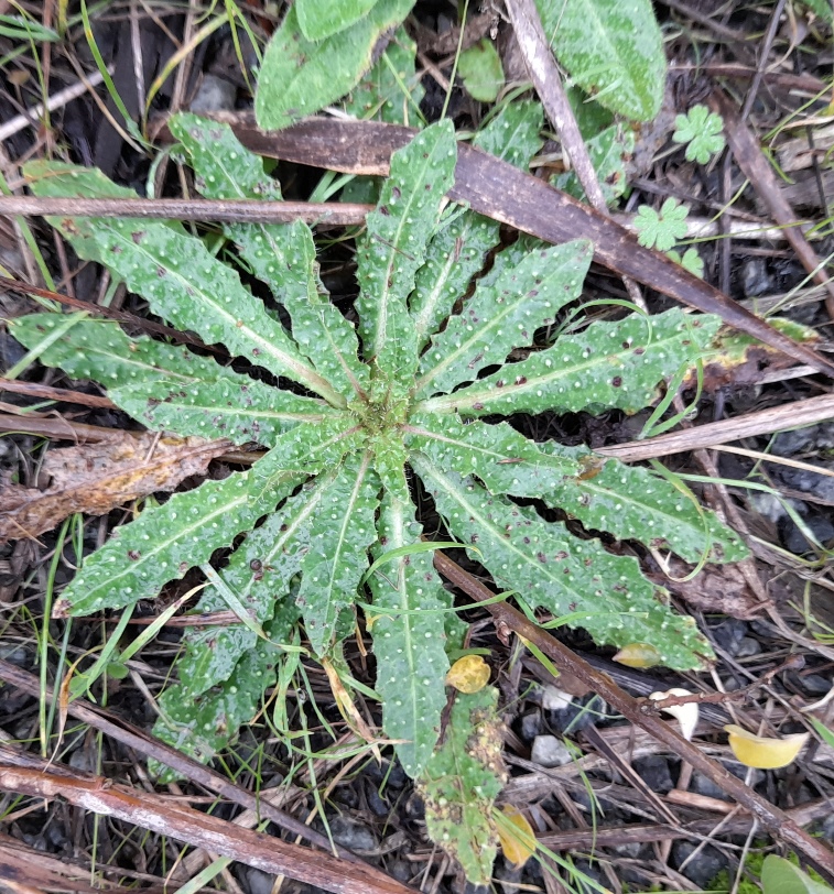bristly oxtongue Rainham Marshes