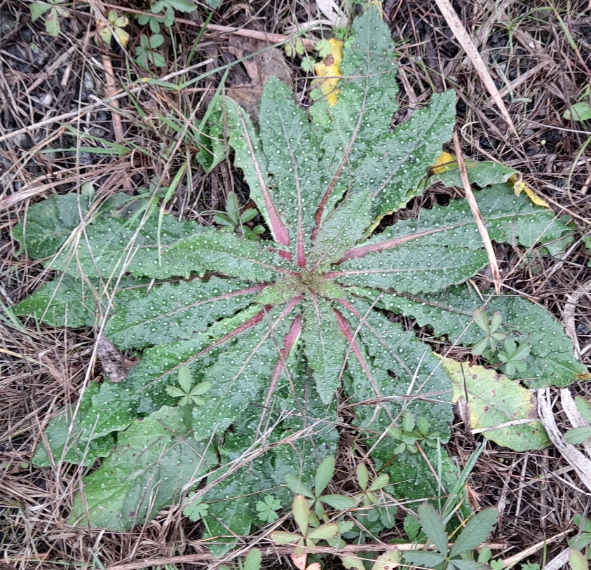 bristly oxtongue Rainham Marshes