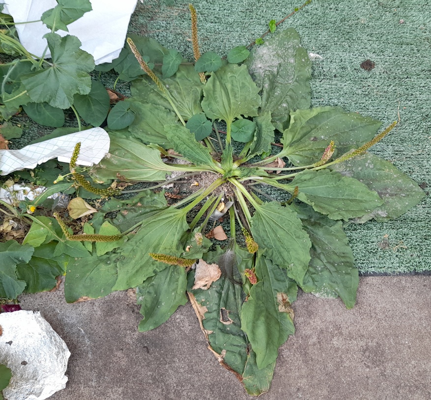 broadleaf plantain plantago major