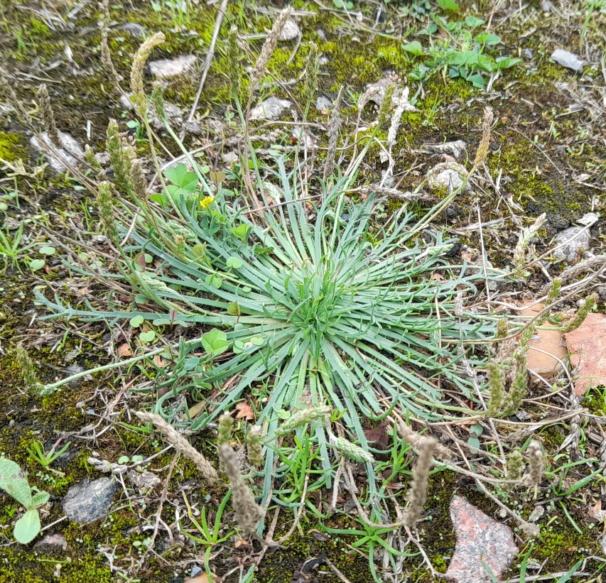 buck's-horn plantain rye meads Plantago coronopus