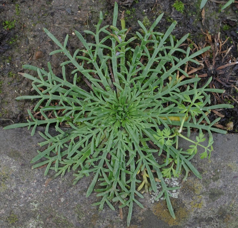 buck's-horn plantain