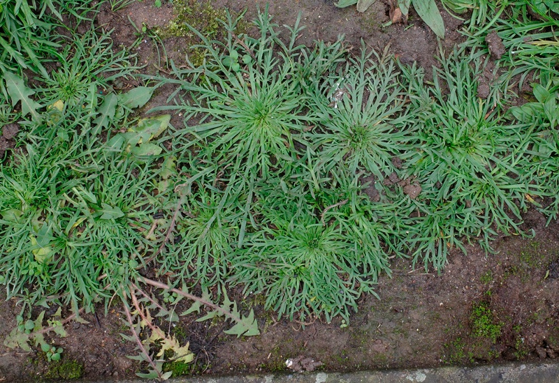 buck's-horn plantain