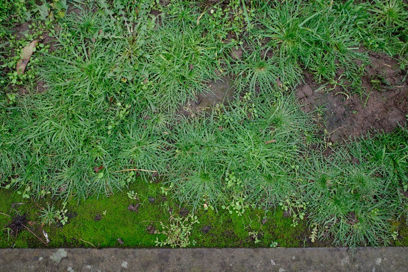 buck's-horn plantain