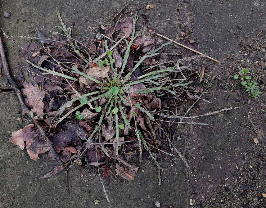 buckshorn plantain Plantago coronopus