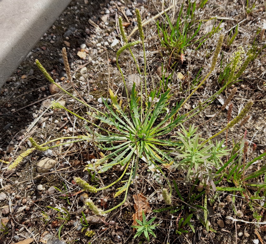 buckshorn plantain