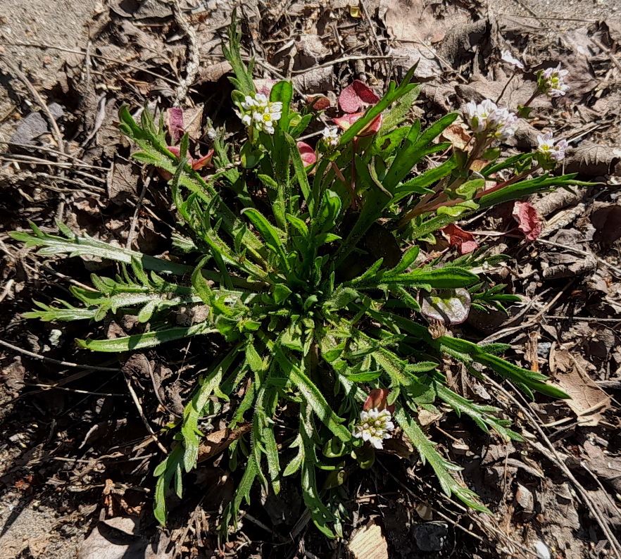 buckshorn plantain and danish scurvygrass