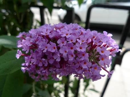 buddleja