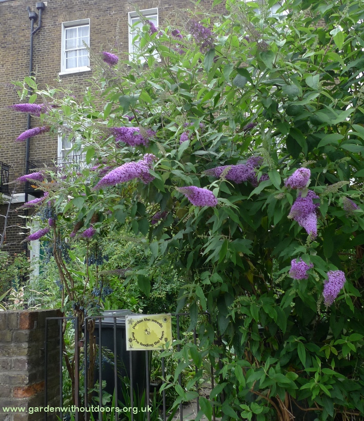 buddleja