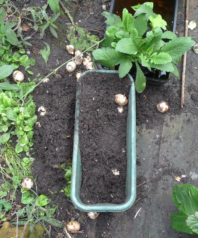 bulbs dug up by foxes