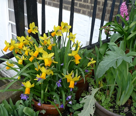jetfire narcissus and anemone blanda
