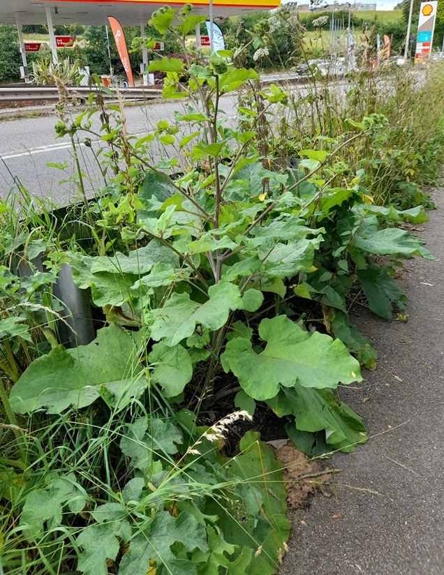 burdock