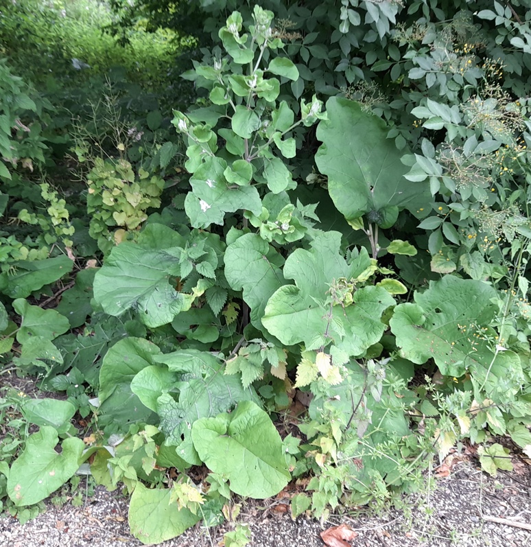 burdock