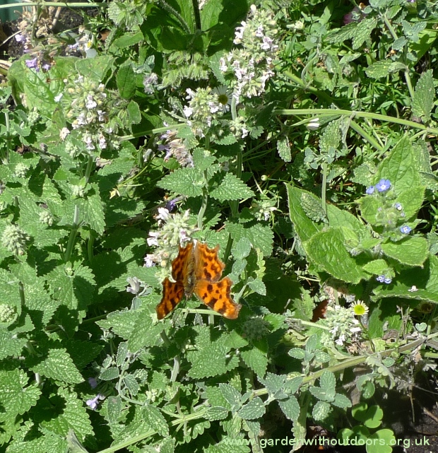 butterfly on catnip