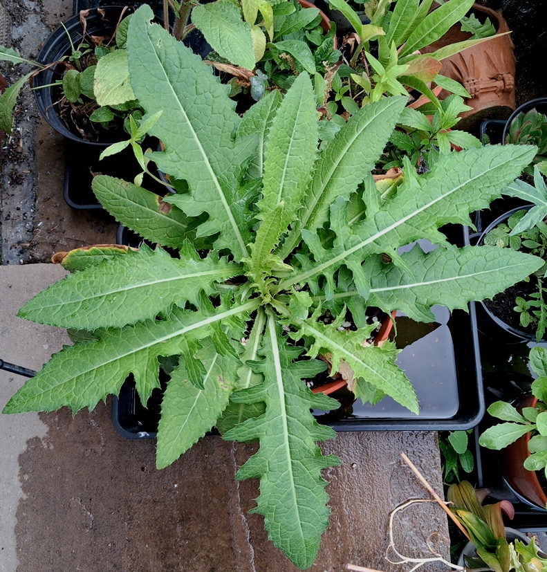 cabbage thistle rosette cirsium oleraceum