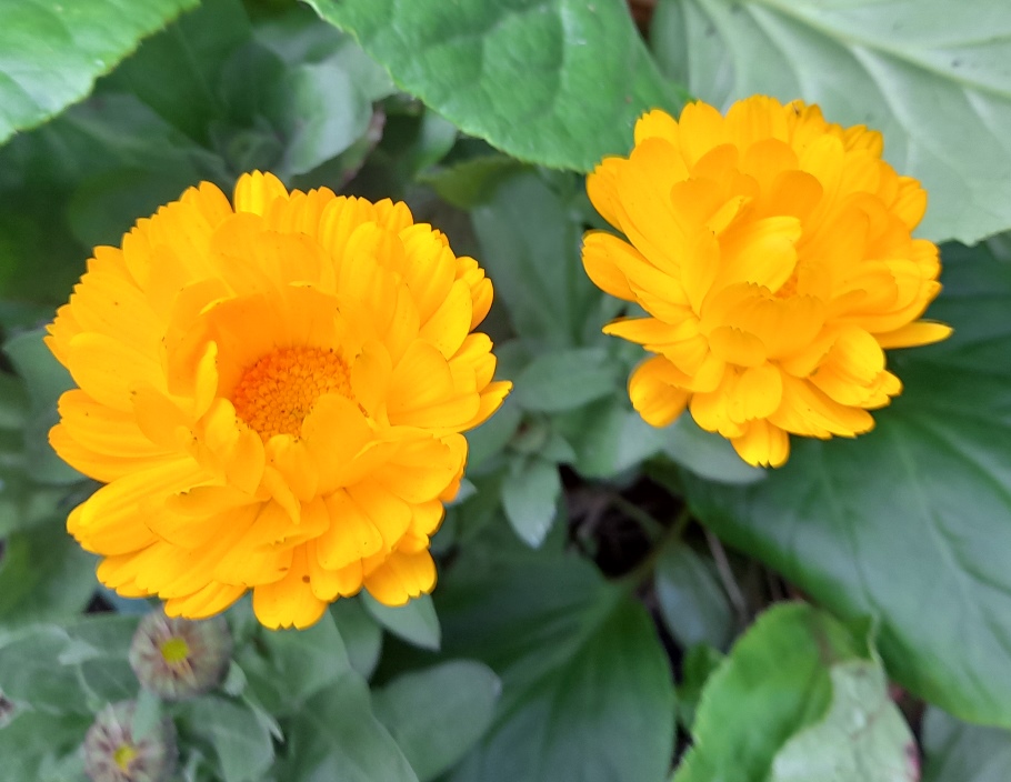calendula