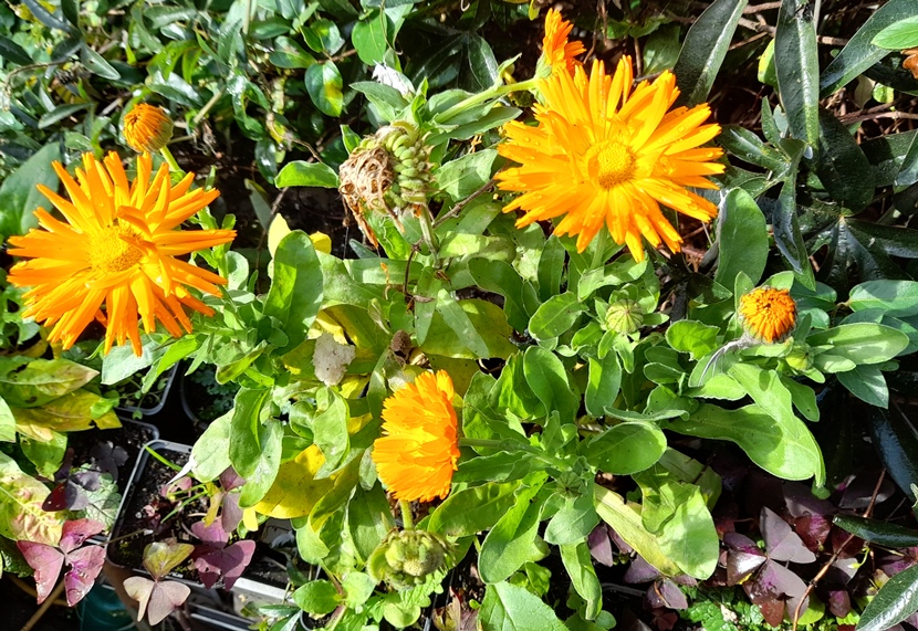calendula