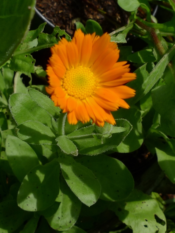 calendula