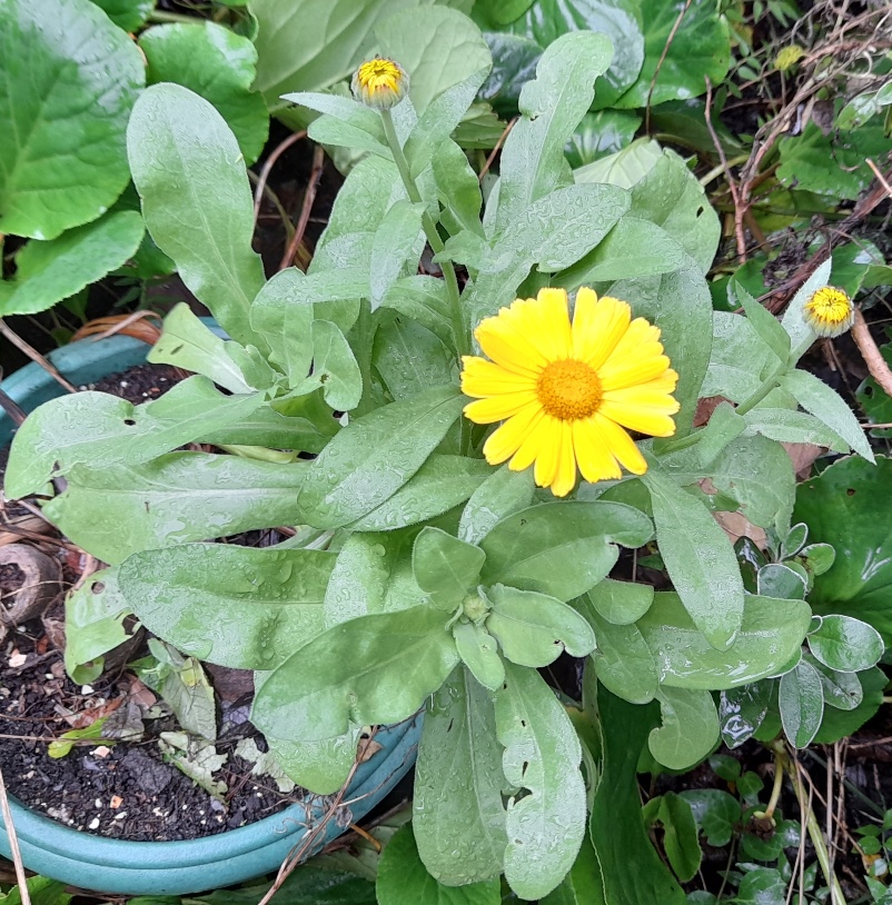 calendula