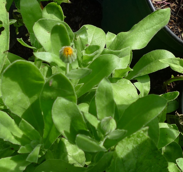 calendula bud