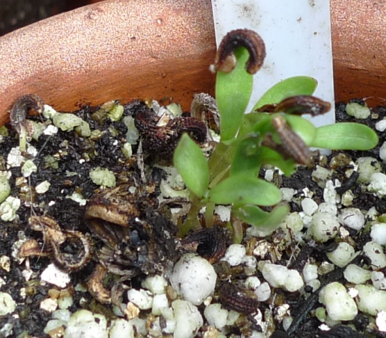 calendula seedlings