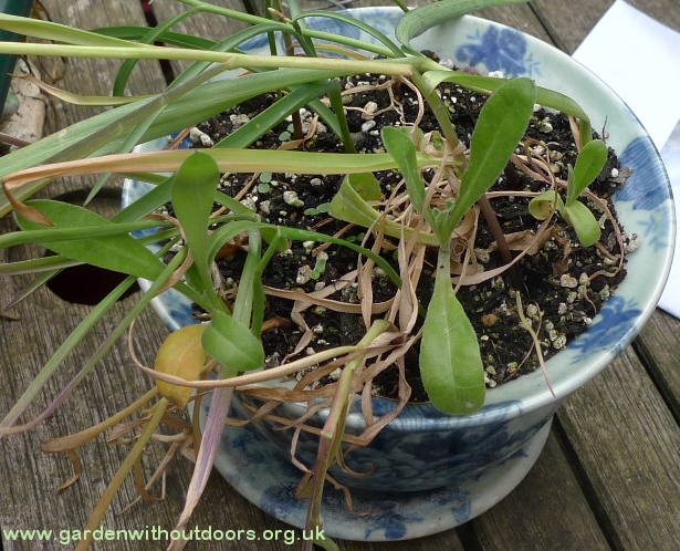 calendula seedlings