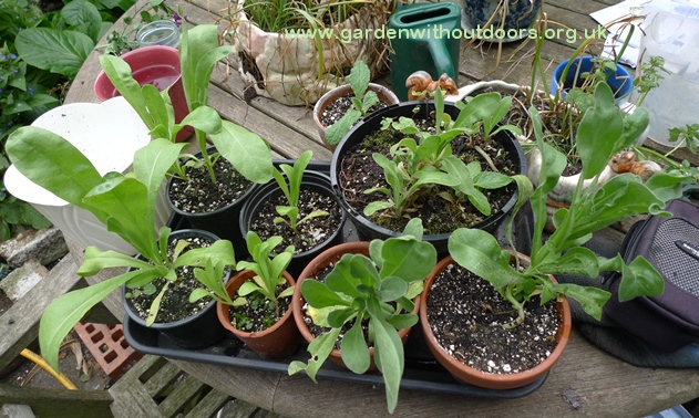 calendula small plants