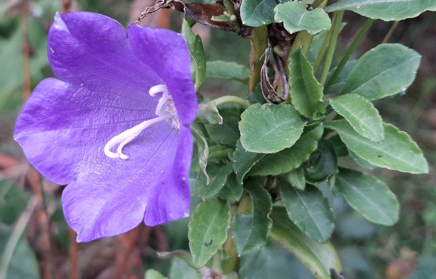 campanula