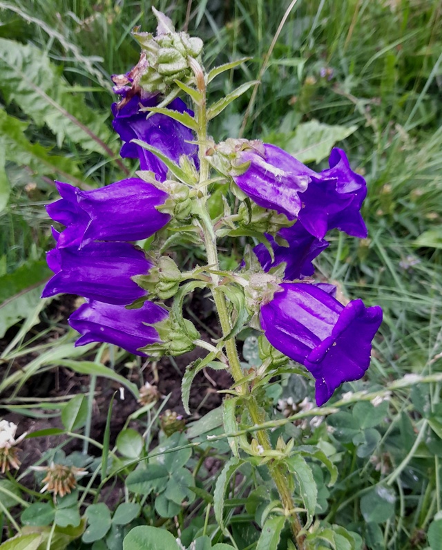 canterbury bells Medium Blue