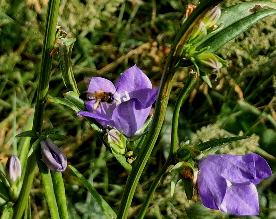 campanula with bee