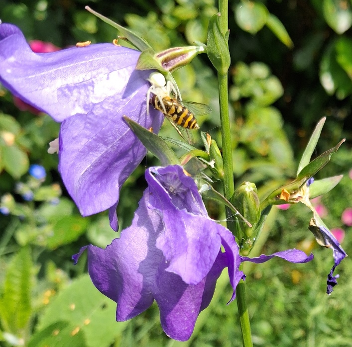 campanula with hoverfly