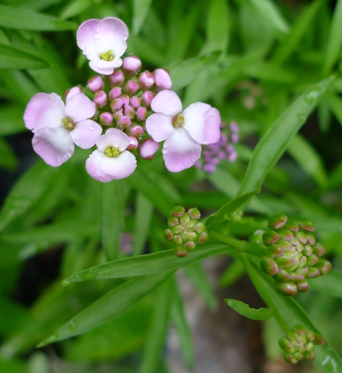 candytuft
