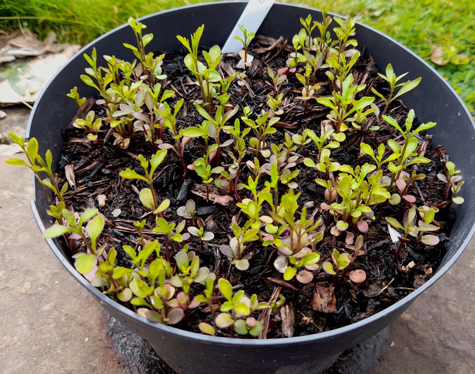 candytuft seedlings iberis umbellata