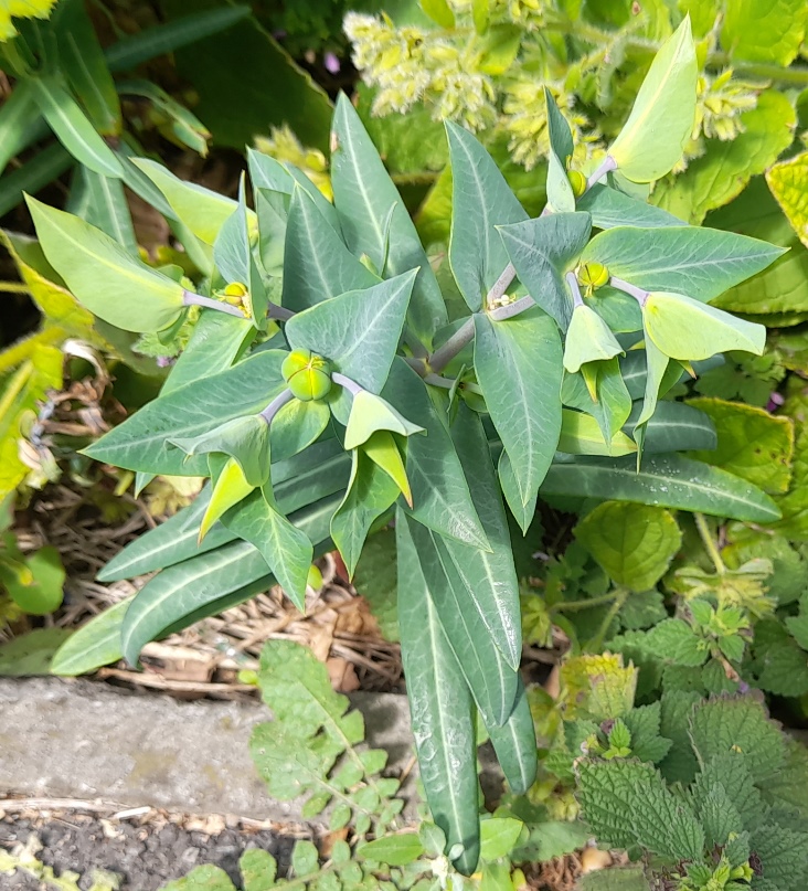 caper spurge