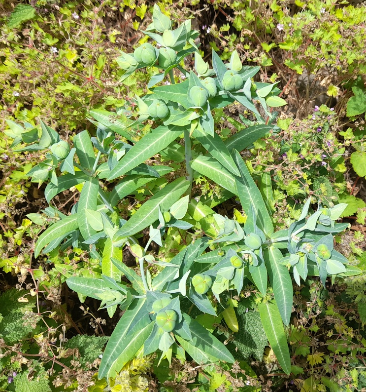 caper spurge euphorbia lathyris