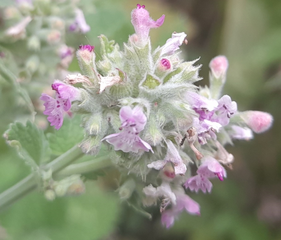 catnip nepeta cataria