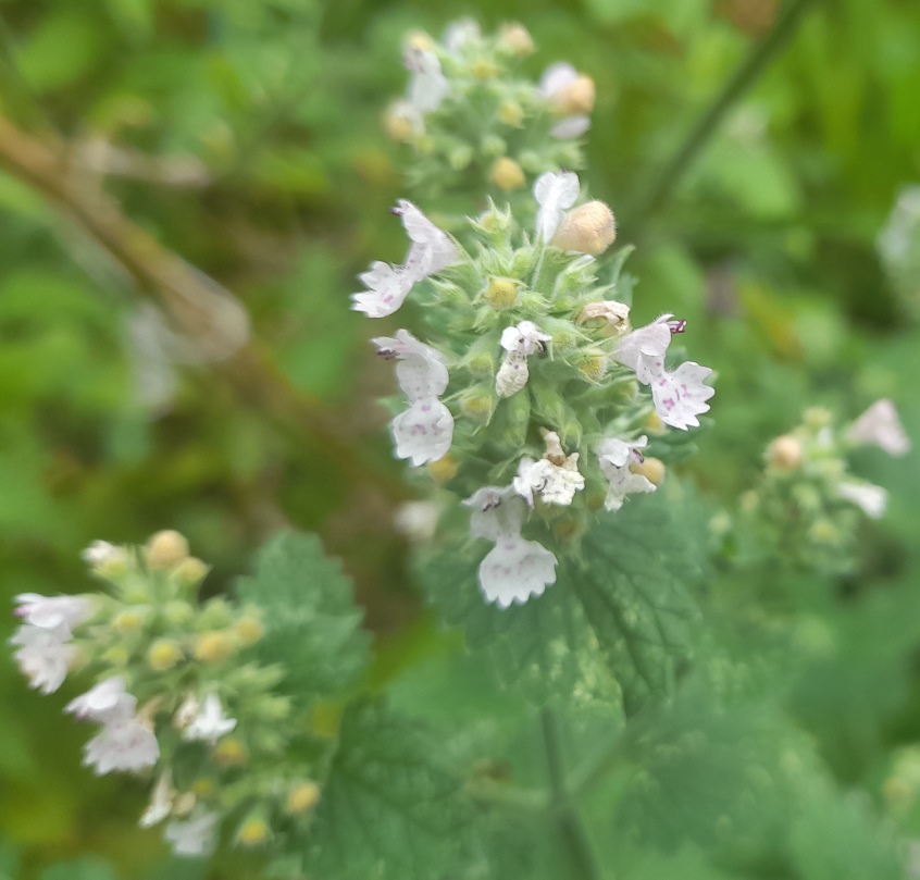 catnip nepeta cataria