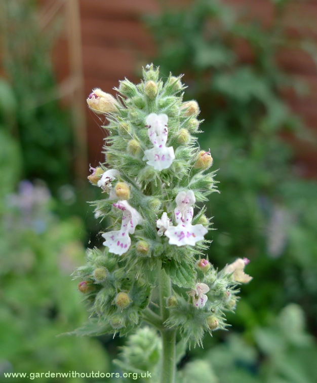 catnip nepeta cataria white flowers