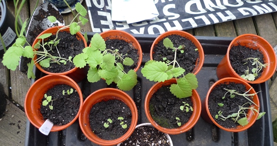 catnip seedlings