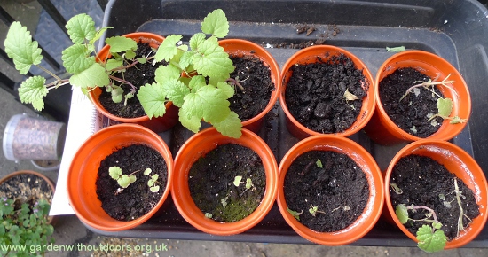 catnip seedlings