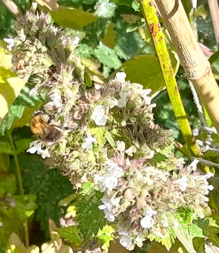 catnip nepeta cataria bee