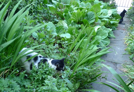 cats in front garden