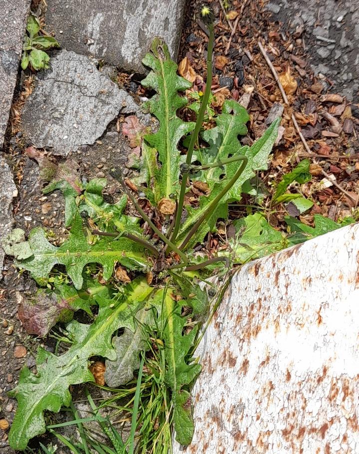 catsear Hypochaeris radicata