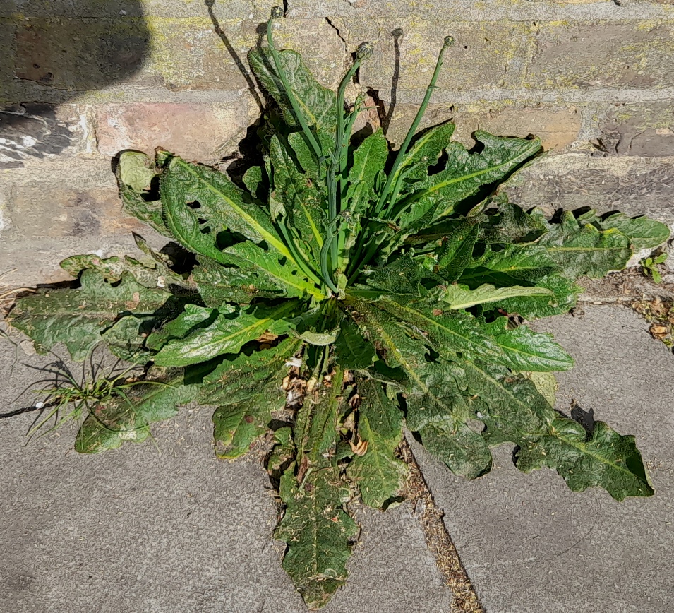 catsear Hypochaeris radicata